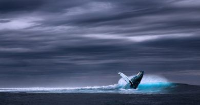 Animal mas grande del mundo La Ballena Azul