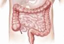 Longitud Intestino Delgado