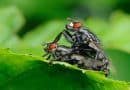 Una mosca vive 24 horas