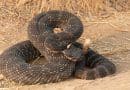 animal que causa más muertes